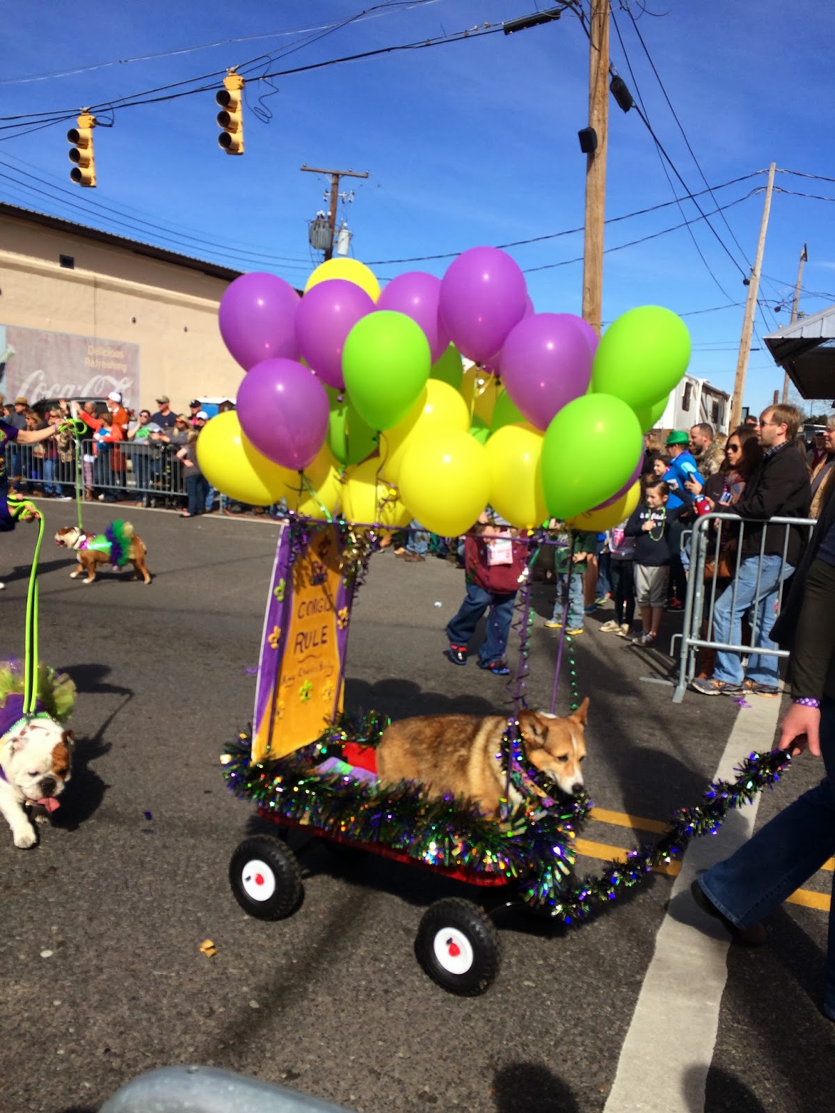 dog mardi gras float